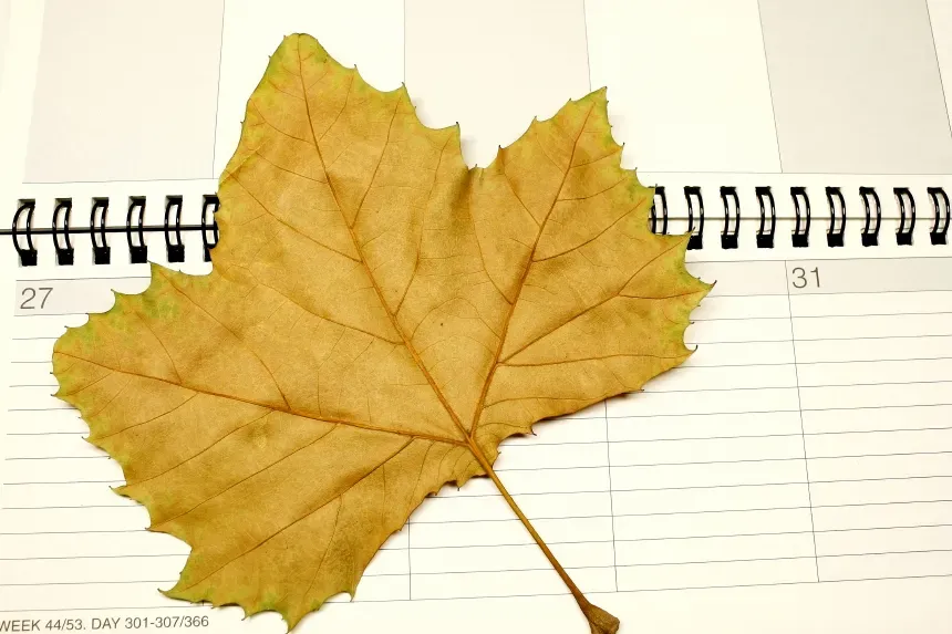 Fall Foliage Forecast